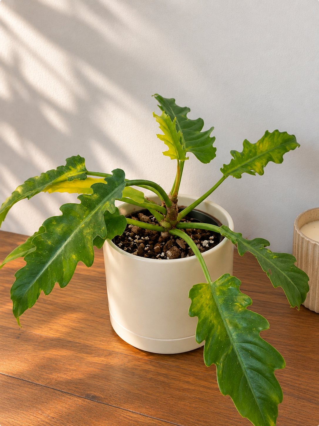 Philodendron Xanadu