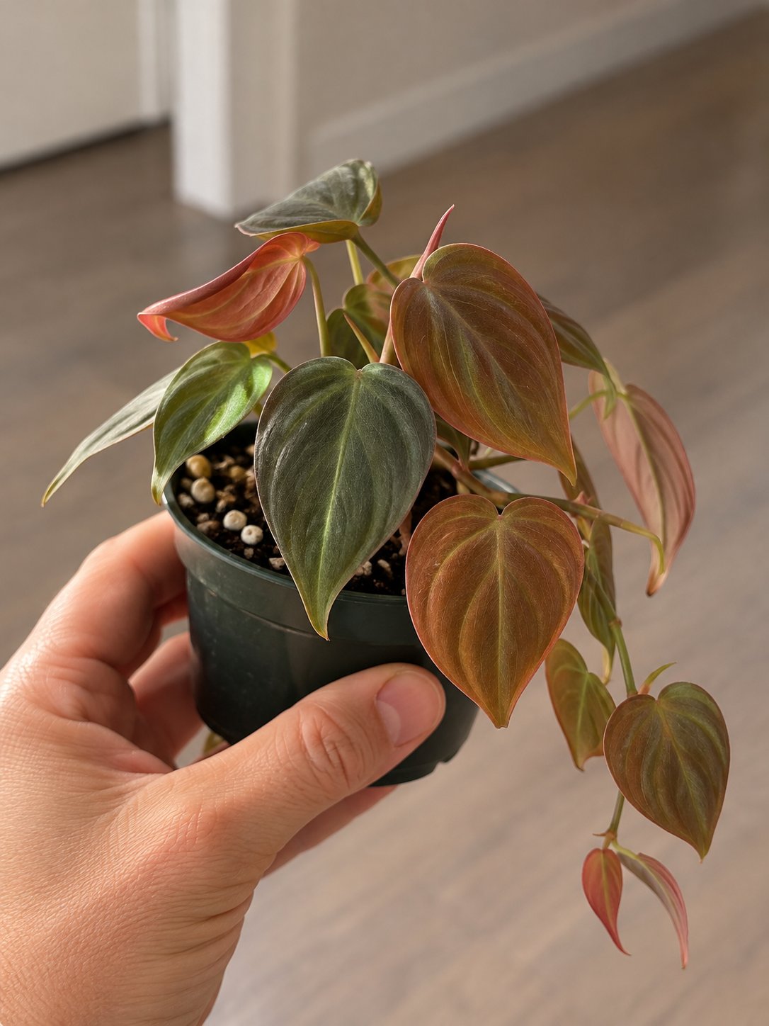 Philodendron Micans