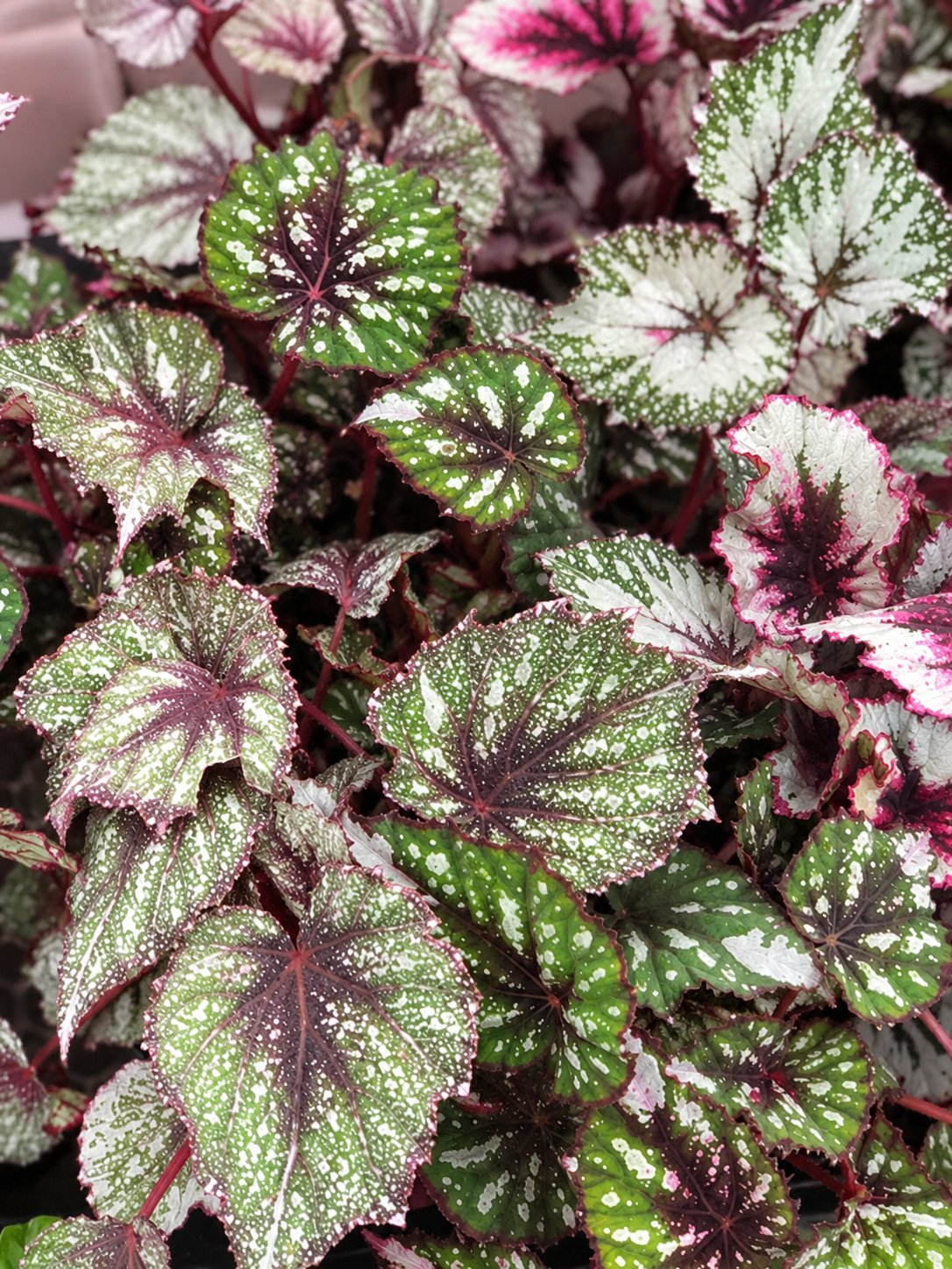 Begonia Rex