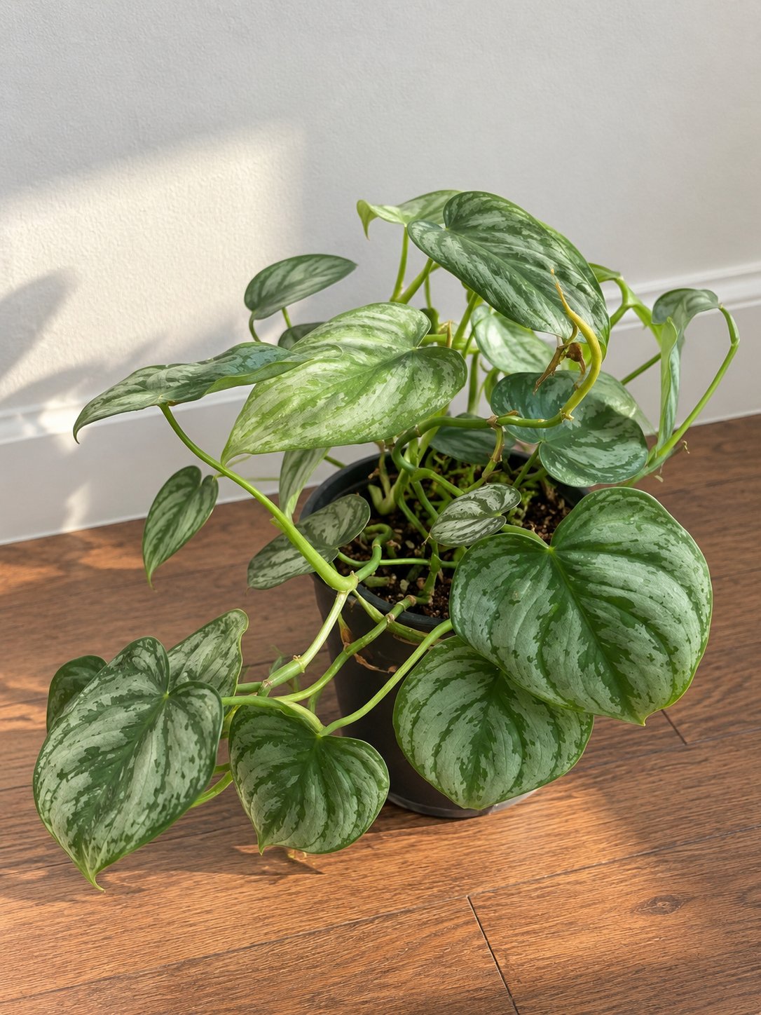 Scindapsus Pictus