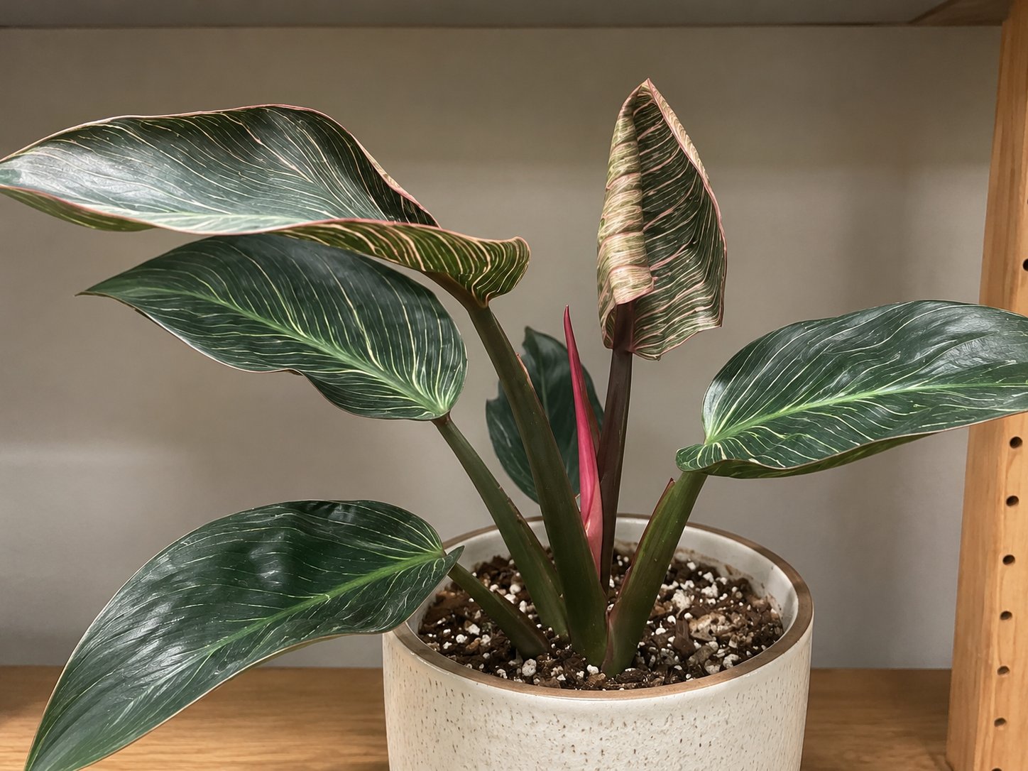 Philodendron Pink Princess