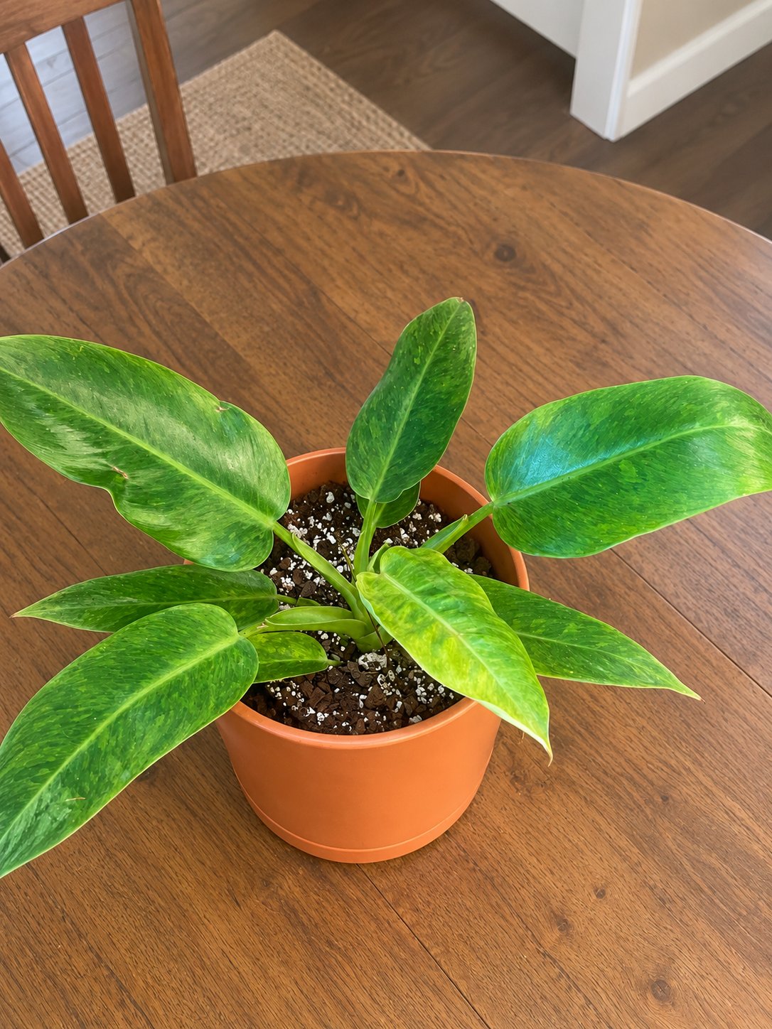 Philodendron Birkin