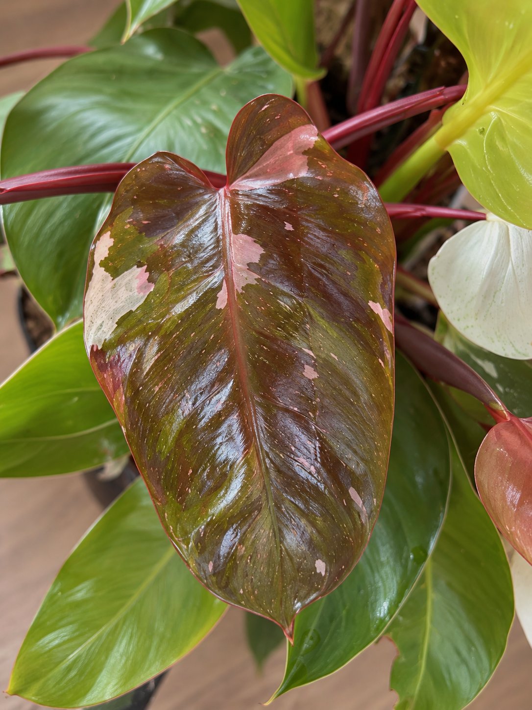 Philodendron Red Congo